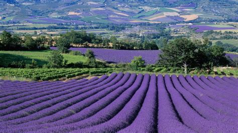 Lavender Full-Day Valensole