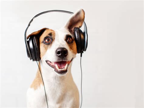 Sound stimulation | Dogs, Happy animals, Listening to music