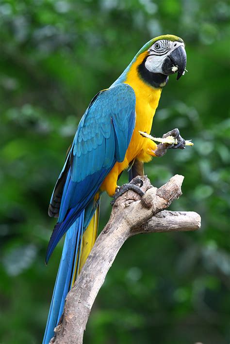 Blue-and-Yellow Macaw | @melaka zoo | eddy lee | Flickr