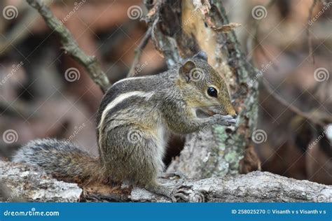 Indian Squirrel Eating Food Image Stock Photo - Image of whiskers, primate: 258025270