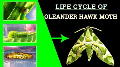 the life cycle of an oleeander hawk moth