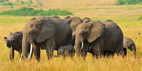 Queen Elizabeth National Park | Kibale National Park