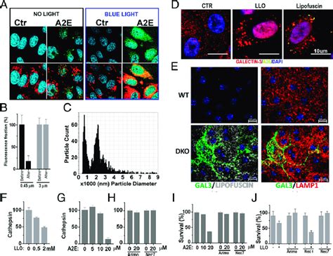 (A) Cellular ROS (red) were detected in mitochondria but not in ...