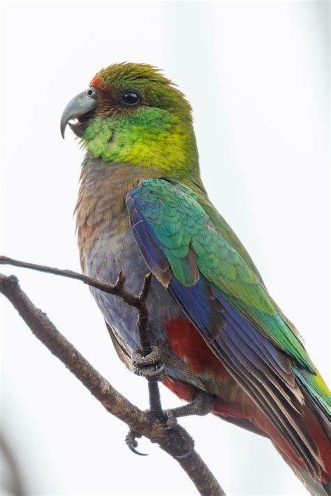 Red-capped Parrot in Australia 25932796 Stock Photo at Vecteezy