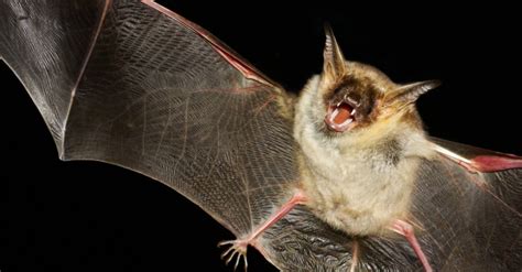 Bat Teeth: Everything You Need to Know - A-Z Animals