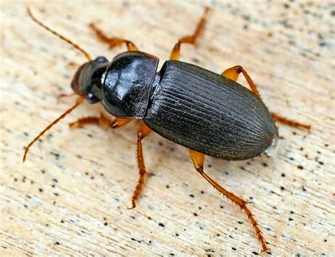 Lawn Insect Identification Guide (With Photos) - Dengarden