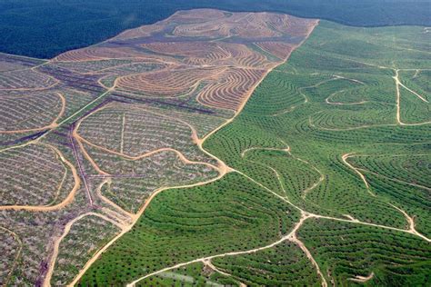 Oil Palm Plantation