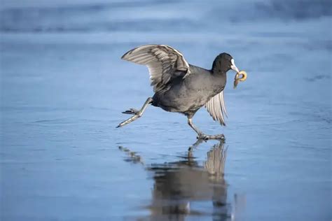 15 Highly Commended Photos From Wildlife Photographer Of The Year 2023