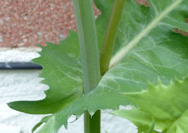 Common Sow Thistle: Pictures, Flowers, Leaves & Identification ...