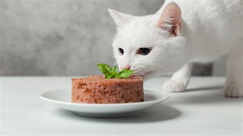 What's The Best Wet Cat Food? - The Cat Bandit Blog