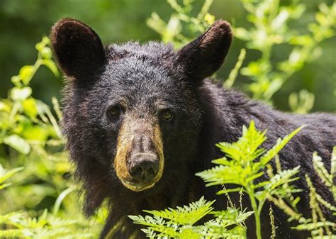 Cases of bear with mange on upswing in northcentral Pennsylvania: Game Commission - pennlive.com