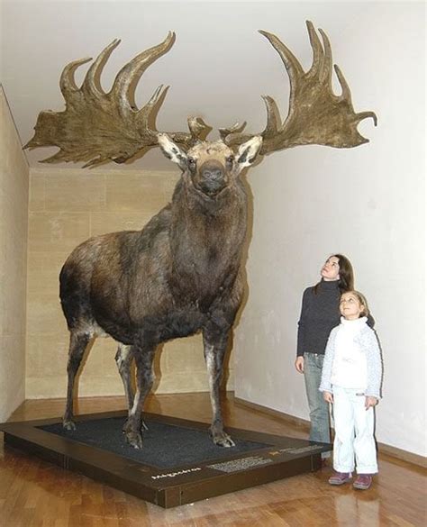 Irish Elk : r/pics