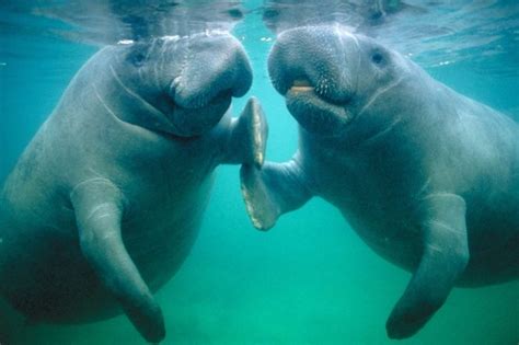 Manatee: Nature’s Most Noble Creature (Video) - Things Guyana