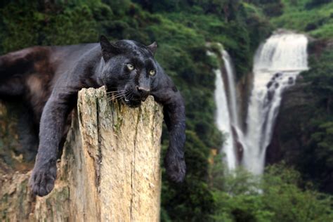 Beautiful Panther Wallpapers - Top Free Beautiful Panther Backgrounds - WallpaperAccess