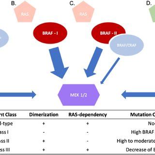 BRAF mutations classes. Schematic description of the wild-type, the... | Download Scientific Diagram