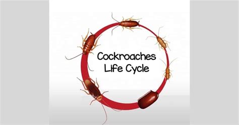 Cockroach Life Cycle - Metamorphosis of Intriguing Insects - Learn About Nature