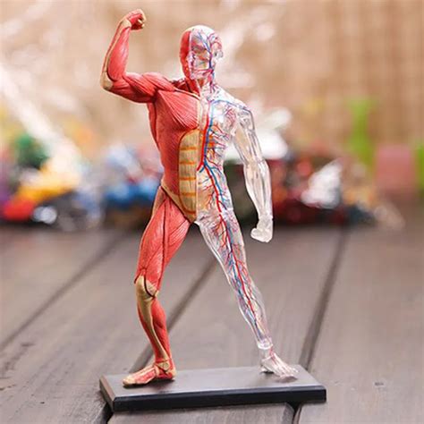 Aliexpress.com : Buy 4D Assembled Human Muscle Anatomy Model Anatomical Model Medical Model ...