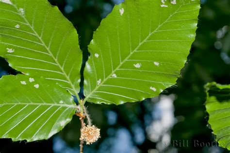 American Beech | Trees and Shrubs | Nature In Focus