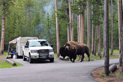 The Best Yellowstone RV Camping - Nomadic News