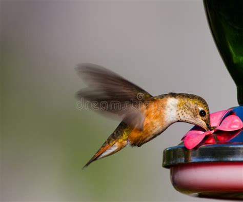 Feeding Hummingbird stock image. Image of breed, hummingbird - 48265113