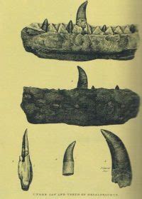 Megalosaurus Fossil Still Surprises