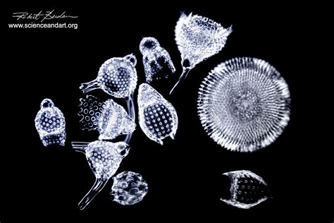 Photomicrography and Macrophotography Services - Science & Art Multimedia