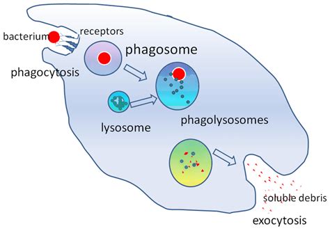 What is Phagocytosis