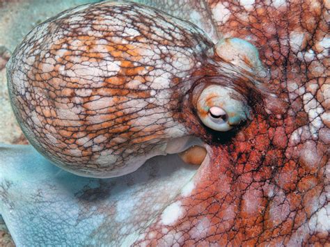 Dubious Views on Octopus Evolution | The Institute for Creation Research