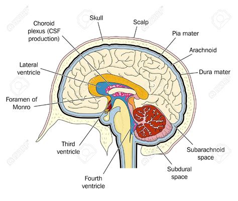 Pin on Medical illustration