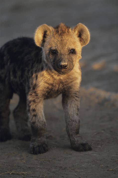 Baby hyena. Getty images