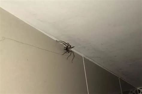 They're big and scary - but the spiders invading your house this weather are just harmless and ...