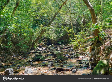 Jungle Iriomote Island Stock Photo by ©makieni777 271552750