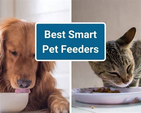 5 Best Smart Pet Feeders in 2022 - Smart Home Focus