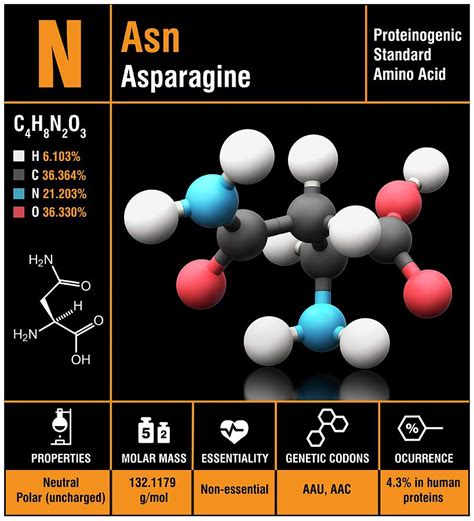 Asparagine Amino Acid Molecule Photograph by Carlos Clarivan/science Photo Library - Pixels