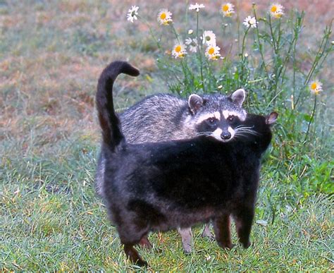 A Housecat and a Raccoon became friends, as photographed by Siegfried Matull – Mendonoma Sightings