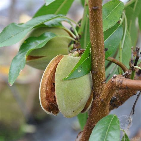 Dwarf Almond Tree Gift in 2021 | Almond tree, Ornamental trees, Small ...