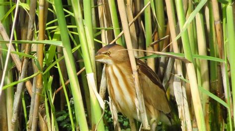 Little Bittern - Female | BirdForum