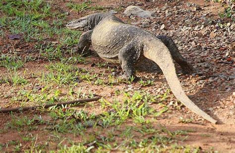 Wildlife in Thailand - Guide to the Thai Native Species & National Parks