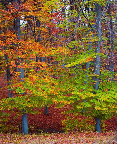 Fall forest colors stock image. Image of foliage, nature - 7107113