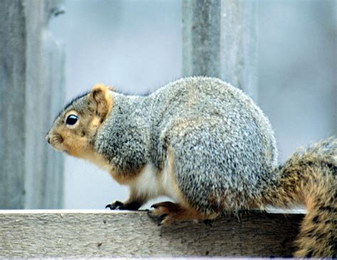 Signs & Symptoms of Rabies in Squirrels | Sciencing