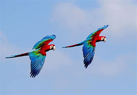 "Scarlet Macaws in Flight" by JulieM | Redbubble