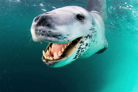 Where do leopard seals live