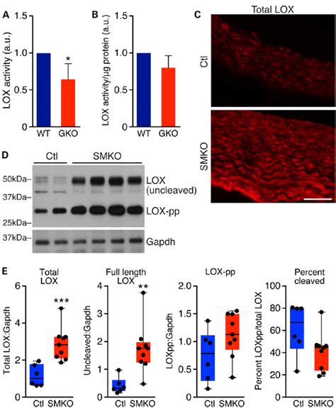 LOX activity is decreased in vitro but LOX cleavage is normal in vivo ...