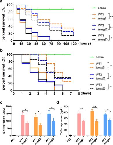 Full article: NagZ modulates the virulence of E. cloacae by acting through the gene of unknown ...