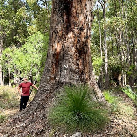 Jarrah Gallery - Western Australia Giant Trees