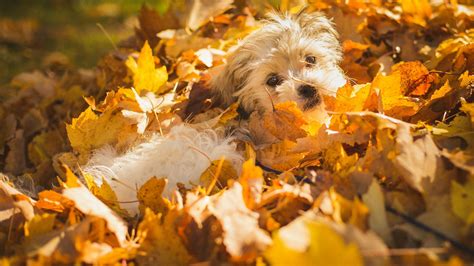 Cute Puppy is sleeping in leaves : wallpapers