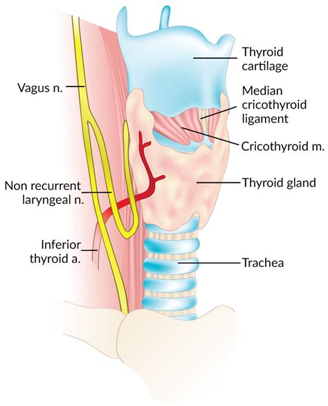 Recurrent Laryngeal Nerve And Inferior Thyroid Artery