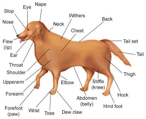 9 best 4h images on Pinterest | Body diagram, Dog anatomy and Anatomy reference