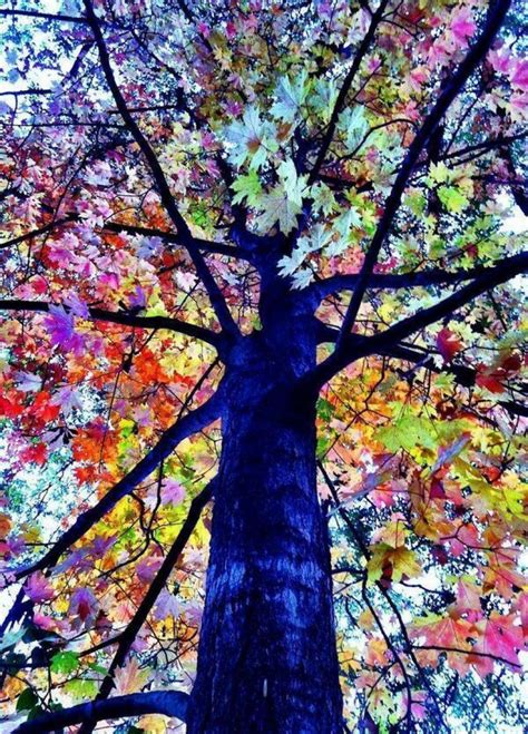 El árbol eucalipto arcoiris: maravillas naturales | Plantas