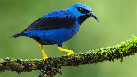 Female birds get drabber when their males fool around | Science | AAAS